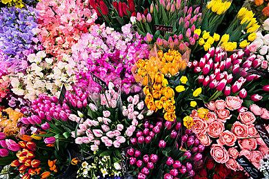 《怪物猎人 崛起》发布新任务 一获千金！金狮子大战！